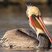 Brown Pelican